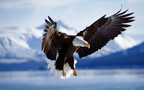 天空中翱翔的展翅雄鹰高清动物图片分享