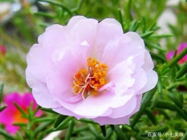 午时花养护小知识分享花色繁多易成活 阳台盆栽观赏可