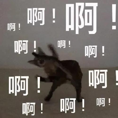 头像表情包丨是沙雕猫咪在大叫啊!