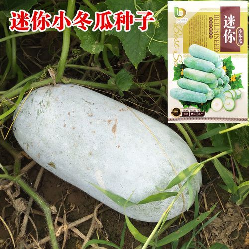 台湾迷你小冬瓜种子早熟高产抗病粉皮小冬瓜种籽四季