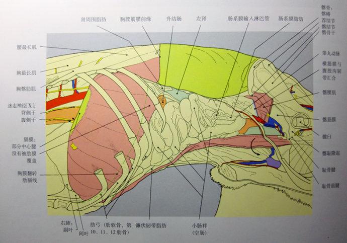 [转载]犬内脏解剖图