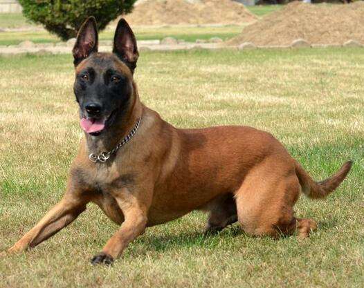 目前纯种爆红马犬要多少钱一只