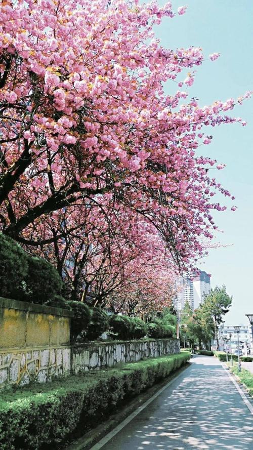 贵州民族大学樱花开了送你一整个春天