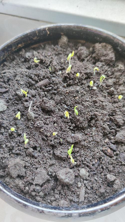 网上买花盆送的菊花种子发芽了