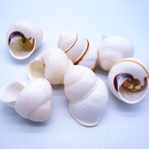 寄居蟹壳 小海螺标本螺 蜗牛螺礼物礼品生产 小白螺批发