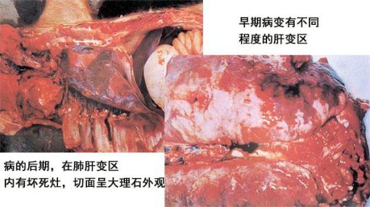 猪肺疫的症状图片大全