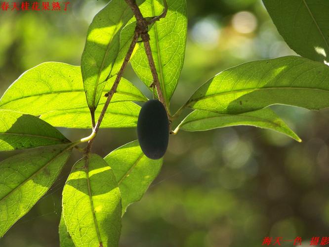 春天桂花果熟了