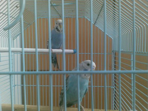 蓝派特大头虎皮鹦鹉