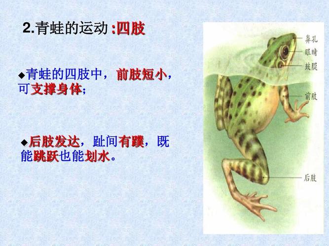 青蛙的运动 :四肢 ◆青蛙的四肢中,前肢短小, 可支撑身体; ◆后肢发达
