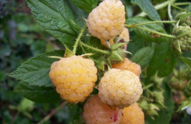 覆盆子和树莓的区别