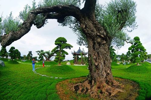 早安花都丨盆景美不胜收