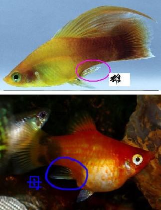 大家帮我看看我新买的鱼,是公还是母啊?