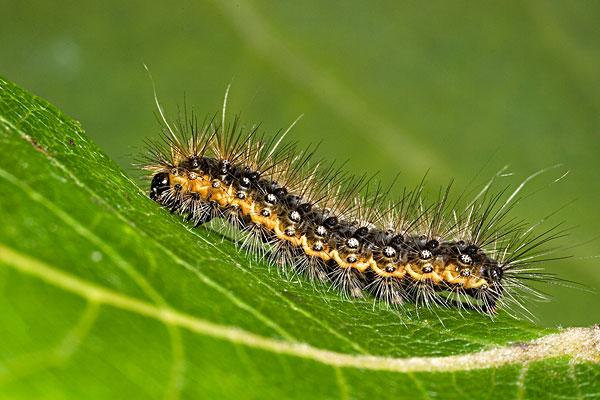 毛毛虫图片_毛毛虫图片大全_全景图片