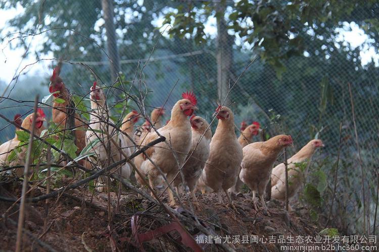 [三明好商]闽心吉品生态农场鸡 杏花鸡每只120元