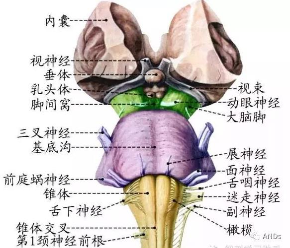 【图文详解】脑干解剖和结构|延髓|小脑|中脑|脊髓