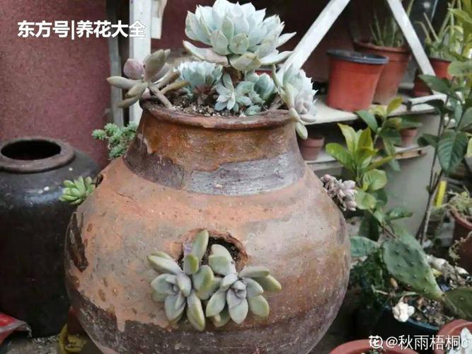 腌咸菜的坛子钻个孔,养花变成巨无霸,特美!