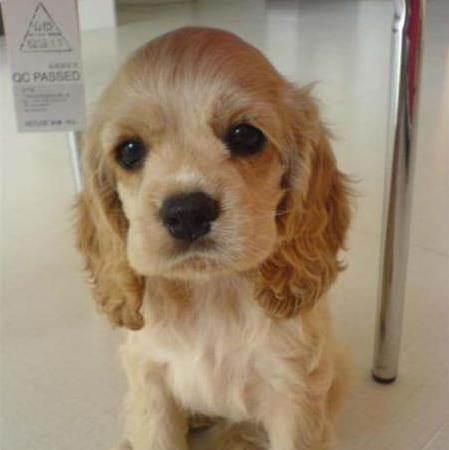 聪明的可卡犬是英系的,小可卡卷卷毛