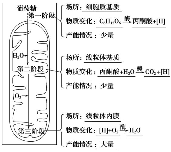 (1)有氧呼吸的概念1.有氧呼吸考点·细胞呼吸2018年
