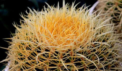 金琥又叫黄刺金琥,是仙人掌科,金琥属中很受欢迎的仙人球种类.