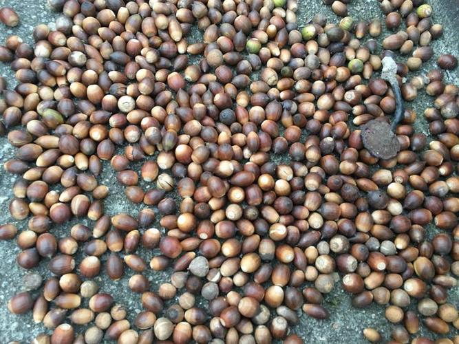 苦槠干 这道应季的山间美味你吃过没?