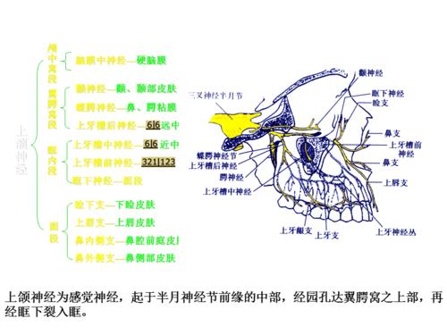 三叉神经解剖ppt课件
