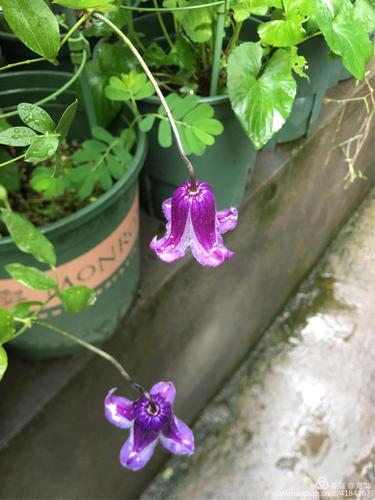 雨中的风铃儿