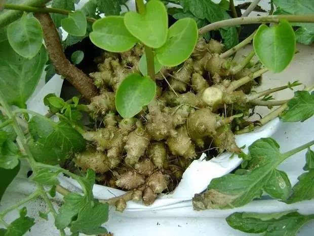 藤三七有这么多功效,它自己都没料到吧