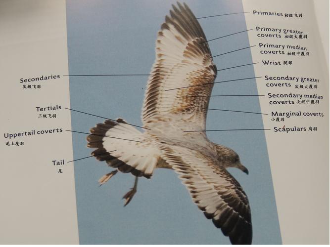 谁有鸟类身体各部位解析图?急用急用!