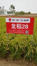 龙稻28