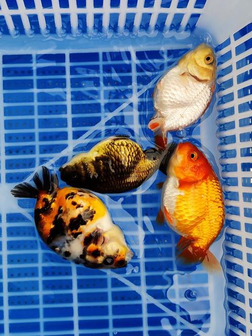 金鱼品种兰寿鱼的饲养与繁殖探析