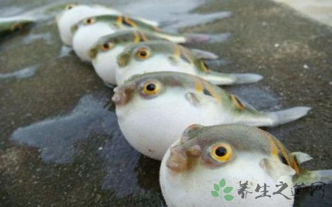 河豚的吃法哪些人不能吃河豚