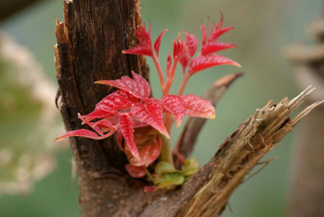 谁给我一张寓意着枯木逢春的树桩发芽照片.多多益善.满意追加分