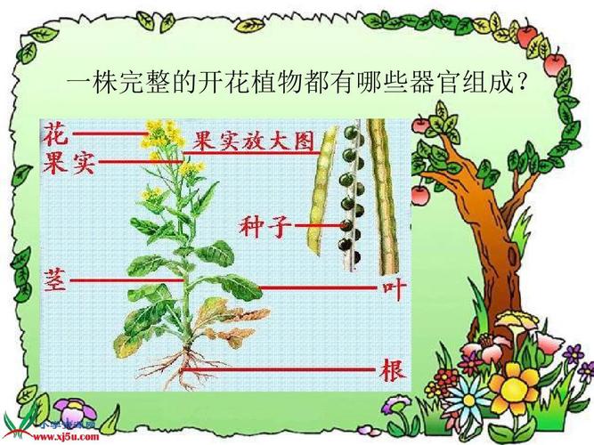 免费文档 所有分类 资格考试/认证 ppt模板 动物植物 苏教版小学科学
