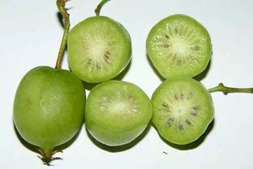 绿皮软枣猕猴桃批发              一,营养价值:果肉富含多种维生素