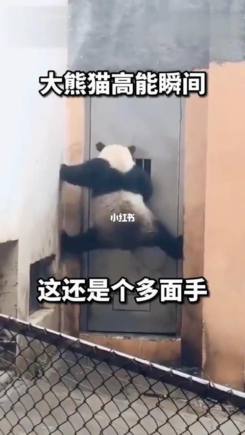 八点半97搞笑(配音):妈耶,这还是我们认识的大熊猫吗.