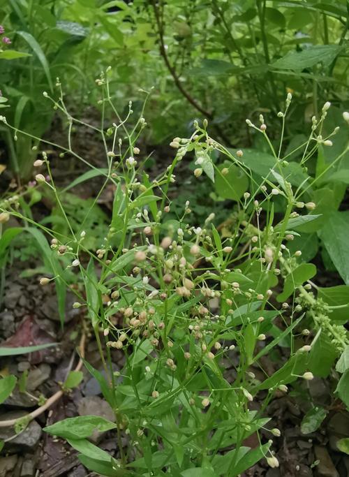 粟米草又名降龙草,细茎而瘦,梢端开小黄花如粟.