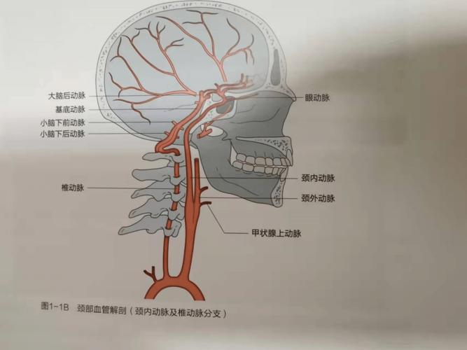 颈部血管的超声解剖