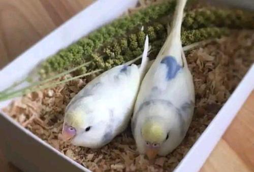 牡丹鹦鹉是否真的比虎皮鹦鹉好?