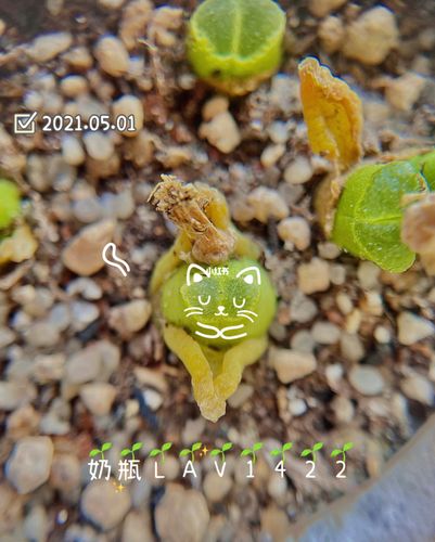 肉锥植物|95一颗奶瓶风铃玉的三年_奶瓶_多肉植物_蜕皮_秋天去哪玩