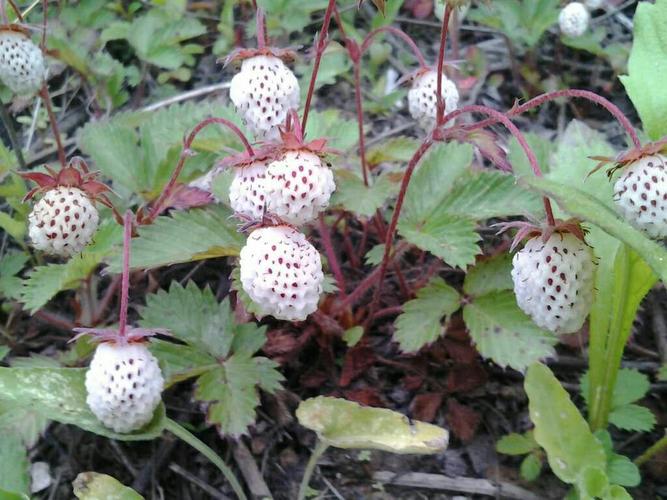 陇南的瓢子熟了