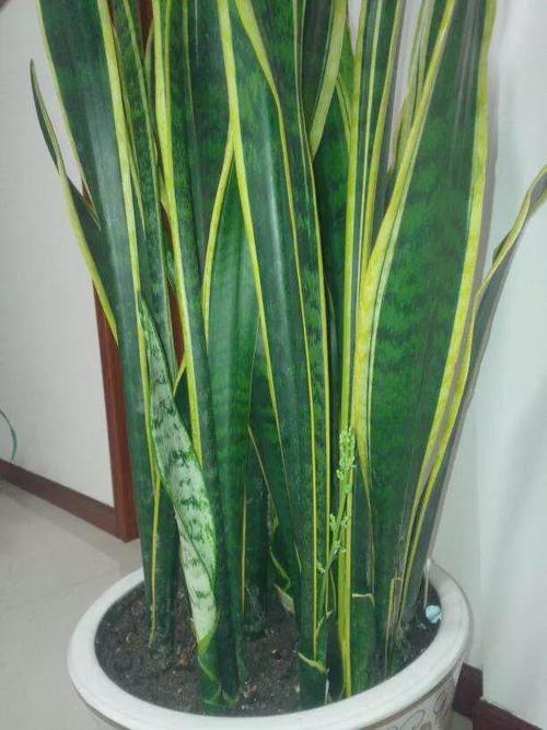 虎皮兰有哪些种类这8种一定有你养的一种养好它们只需一招