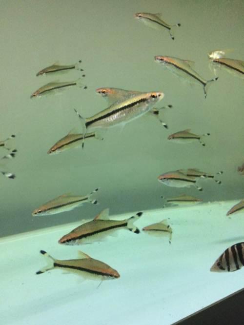 12厘米的一眉道人—长春观赏鱼