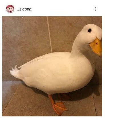 王思聪新宠柯尔鸭被吃了网友看后怒怼吃的是金子
