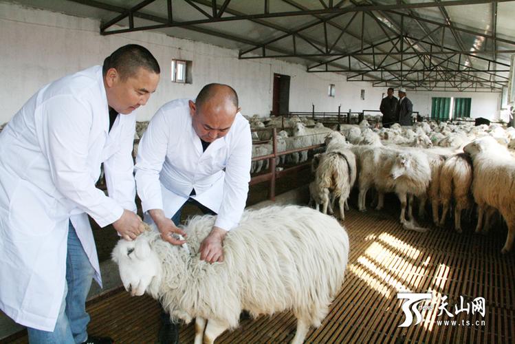 额敏农民抢着发"羊"财