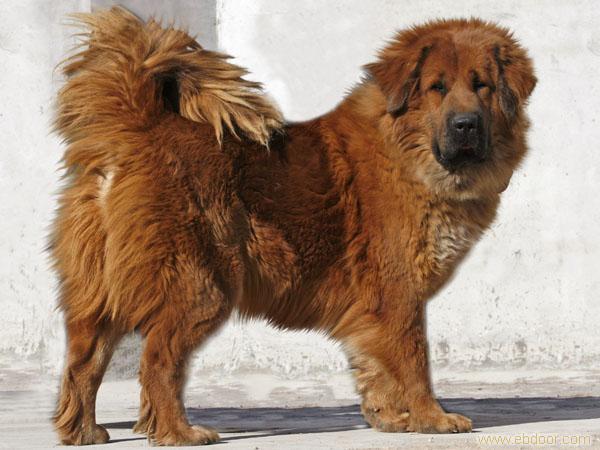 棕色藏獒图片