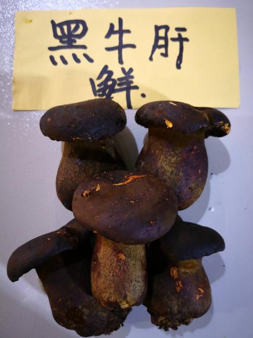 黑牛肝鲜