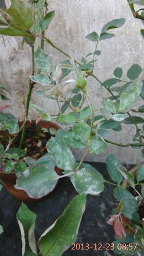 玫瑰花长这白色的虫子,用什么方法杀死