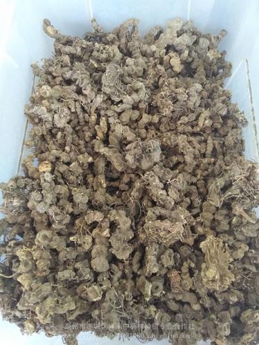 野生鬼臼的批发鬼臼价格多少钱一公斤