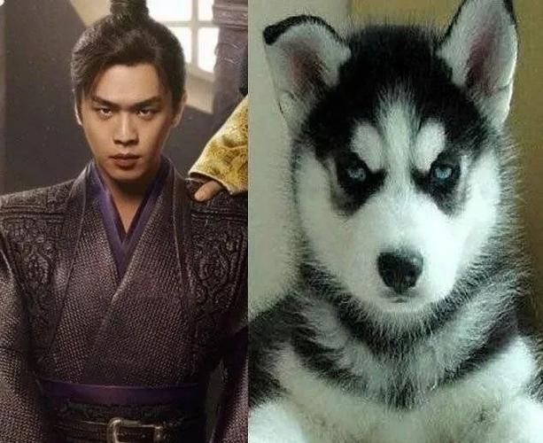 张若昀长得像哈士奇这个梗也是一直过不去的了