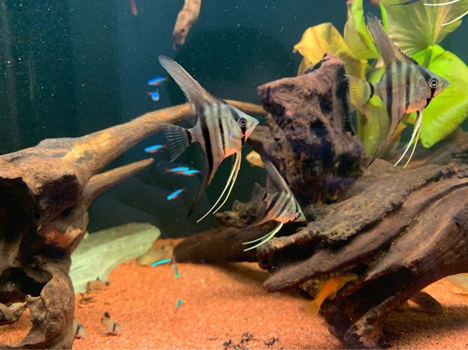 论坛 69 观赏鱼 69 悠悠神仙 69 新入的摩门斯卡苗子